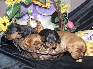 Cavalierengel suchen bald Anhang