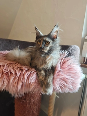 Maine Coon Kätzin mit Stammbaum