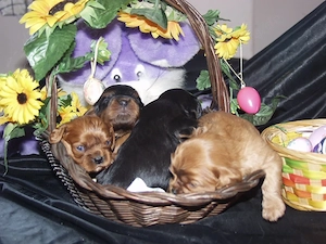 Cavalierengel suchen bald Anhang Bild 3