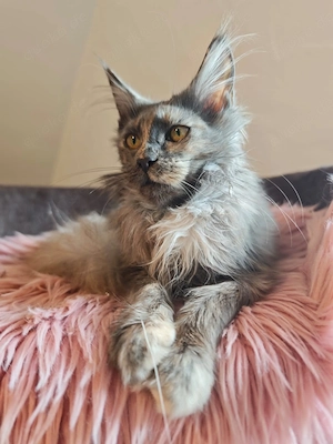 Maine Coon Kätzin mit Stammbaum