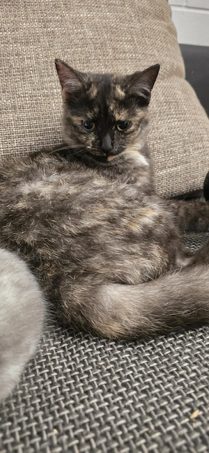 Süße Katze sucht Herzensmensch | Perfekt für die Familie   