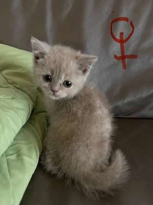 BKH Kitten Lilac Tortie  abgabebereit 