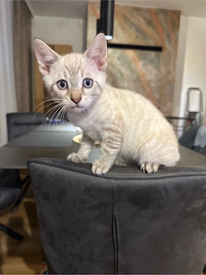 Wunderschöne BKH-Bengal-Mix Kitten   2 Kater