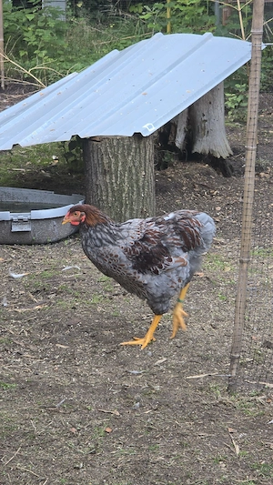 Wyandotten Hahn (große Wyandotte)