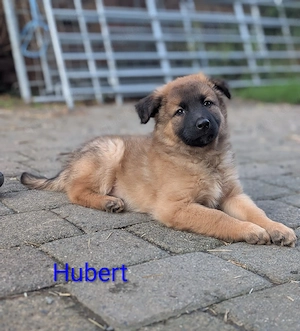 Hundewelpen 
