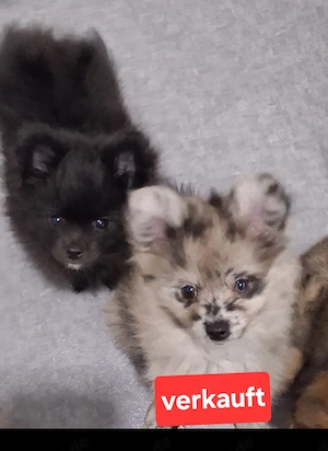 Pomchi welpen