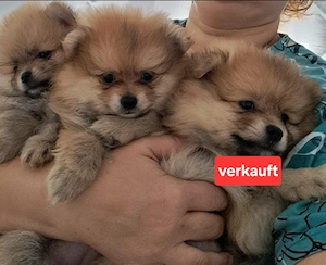 Pomeranian welpen
