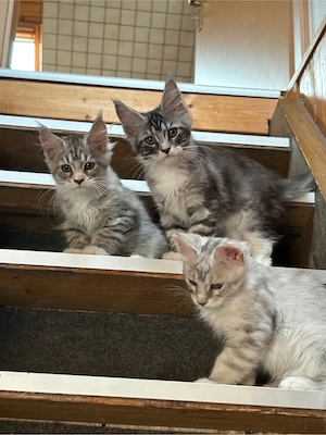 Reinrassige Maine Coon Kitten