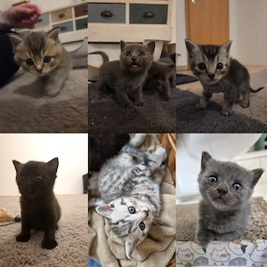 BKH Kitten suchen bald Ihr für immer Zuhause 
