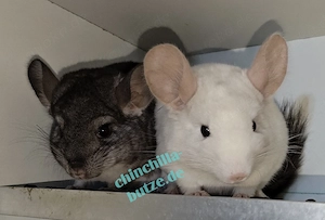 Chinchillas suchen ein zu Hause