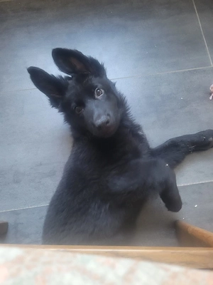 Deutsche Langstockhaar Schäferhundewelpen abzugeben