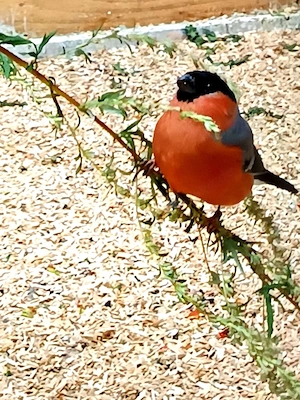Dompfaffen  Bild 4