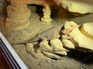 Bartagame "Männlich" 