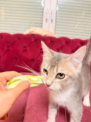 Katzen baby kitten