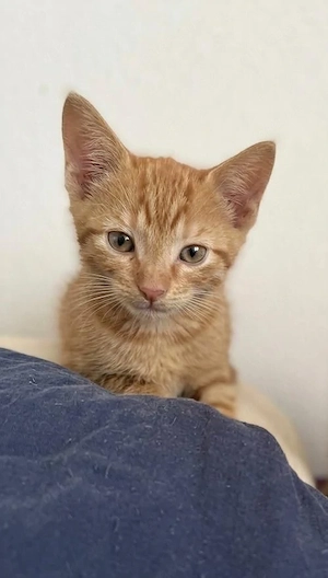 Babykatze abzugeben