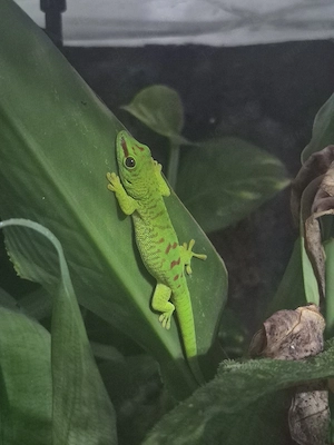 Phelsuma grandis Großer Madagaskar-Taggecko 0.0.6