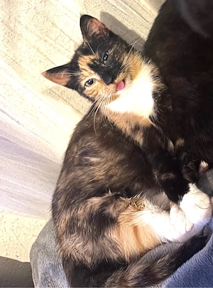 molly sucht ein liebevolles zuhause 