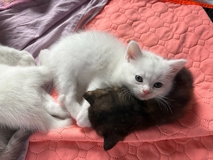 BKH Kitten - Blutgetestete Elterntiere