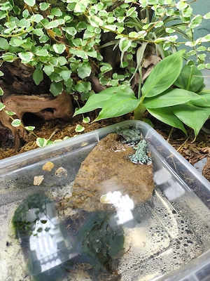 4 Gelbbauchunken (Bombina orientalis) m. Terrarium 45x45x45 & Komplettzubehör