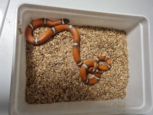 Lampropeltis Magmaking Nelsoni Albino Hypoerythristic Nachzuchten