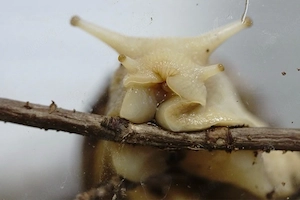 achatschnecken schnecke achatina fulica 