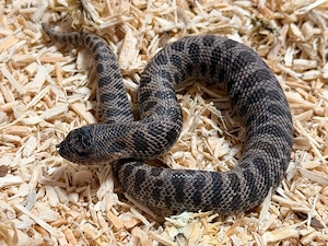 Sable, Heterodon Nasicus, Hakennasennatter