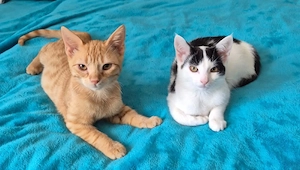 Katzen Kinder