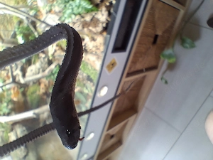 Java-Höckernatter (Xenodermus javanicus)