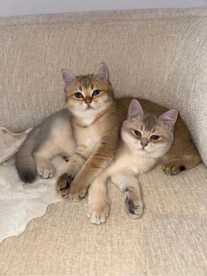 kitten bkh 