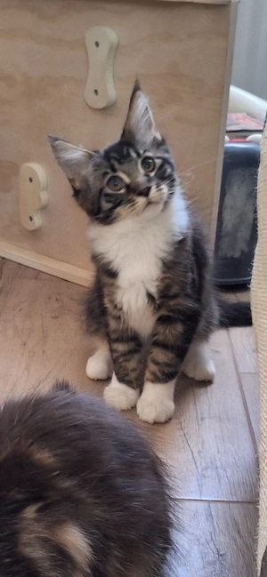 Maine coon Jungs