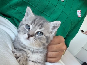 Bkh - mix kittys