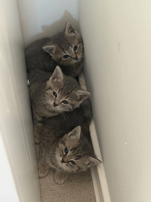 Bkh mix kittys Whiskas