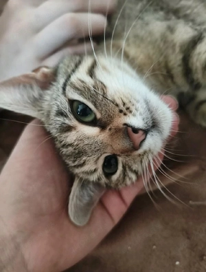 Junge Katze Fibi