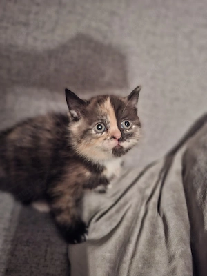 bkh kitten Babykatze 