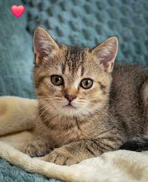 Wunderschöne BKH Kitten 