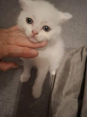 Reinrassige bkh kitten Katzen Babykatzen 