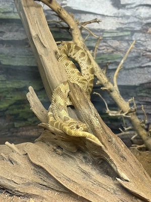 Hakennasennatter   Conda   Heterodon nasicus   NZ 2022