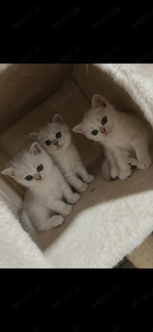 Wunderschöne BKH Kitten 