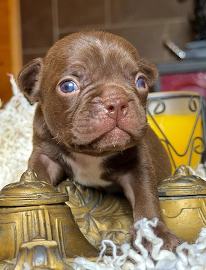Premium Französische Bulldoggen Welpen aus promovierter Zucht 
