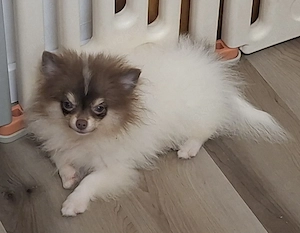 Pomeranien Welpe in einzigartiger Farbe abzugeben 