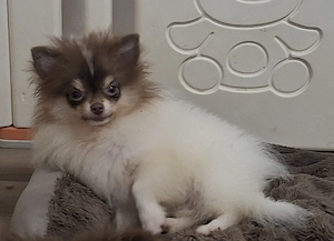 Pomeranien Welpe in toller Farbe abzugeben