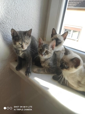 Siam Mix Baby Katzen  