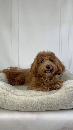 Ein Maltipoo-Rüde