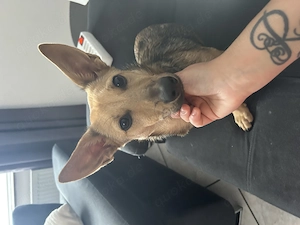 Dackel Pinscher 