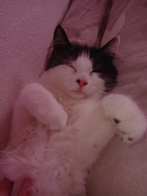 EKH-Kater 