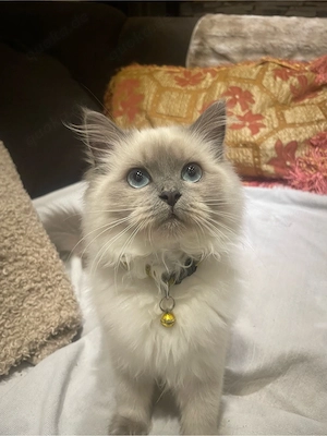 wundervolle ragdoll babykatzen 