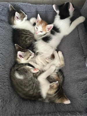 3 Katzenbaby
