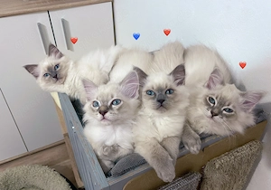 Reinrassige Ragdoll Kitten 12 Wochen alt. Abgabebereit .