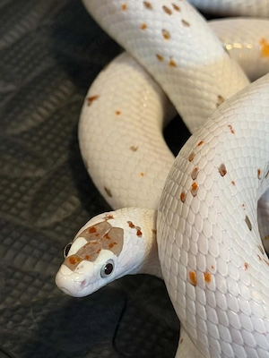 Kornnatter 1.0 palmetto het 50% lavendel albino chocolate 100% amel 