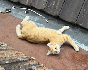 katze sucht ein nettes zuhauses 